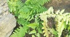 植物学采药攻略（发现自然草药的无穷力量，重拾身心的健康之道）