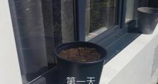成为稀有猫咪的专家（从小白到猫咪专家，拥有稀有猫的诀窍一网打尽！）