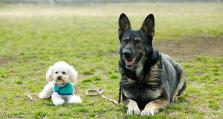 如何找到适合贵妇犬的主人（贵妇犬适合的主人特质及寻找攻略）