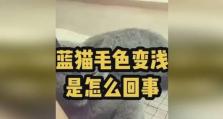 南北蓝猫白猫游戏攻略（带你领略蓝猫与白猫的精彩冒险世界）